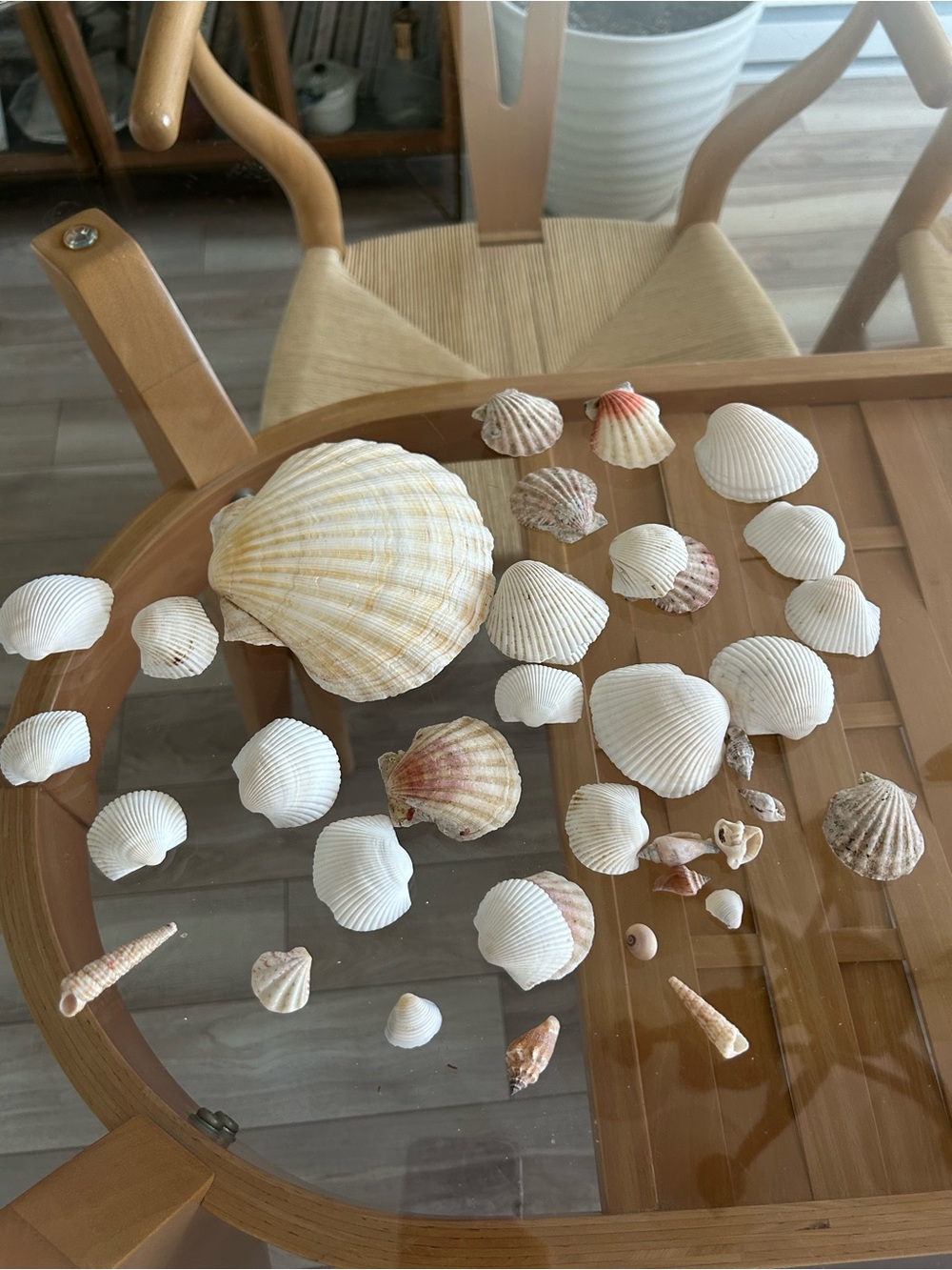 Assorted Natural Sea Shell Collection - Picture 2 of 10